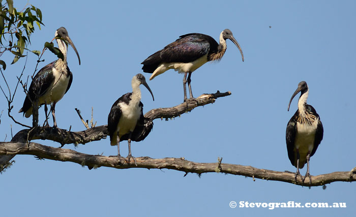 Four Straw-necked Ibis in non-breeding colours - Threskiornis spinicollis Four Straw-necked Ibis, non-breeding colours, Yarramolong May 2013